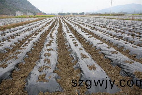 地膜2.jpg